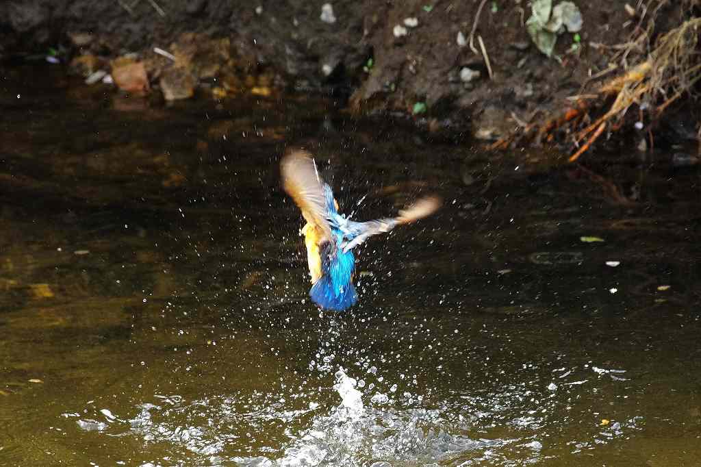 カワセミ、水中からの飛び出し_e0293921_2164959.jpg