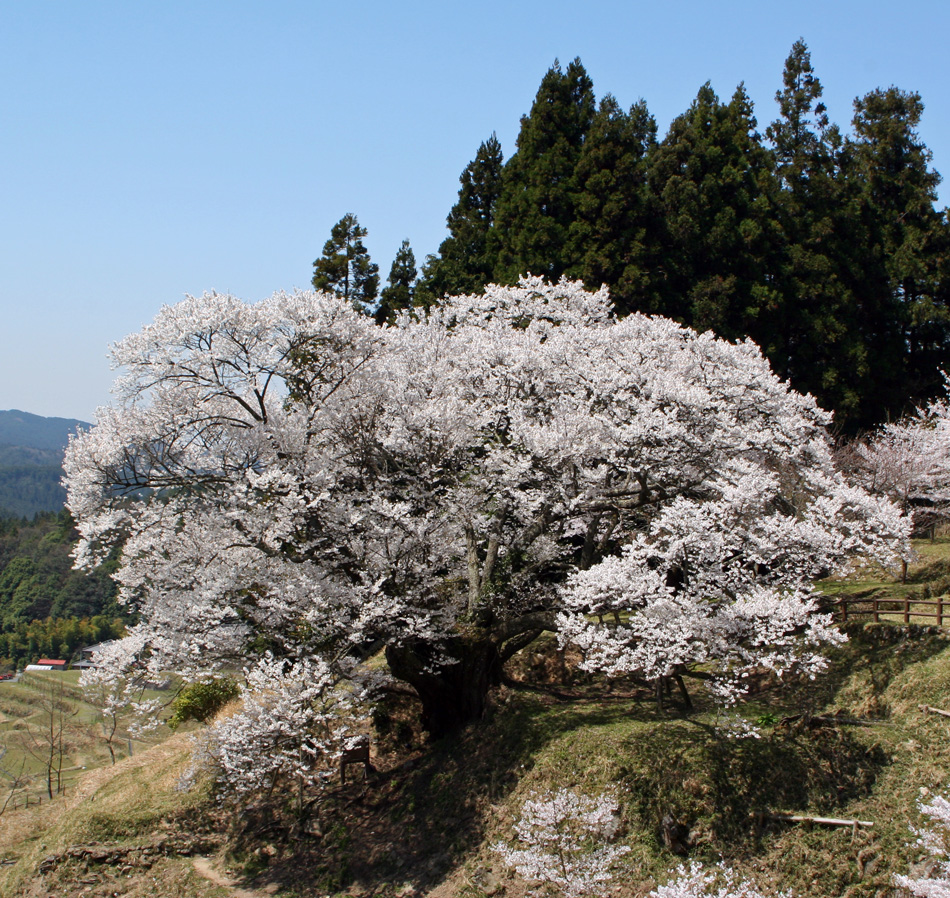 仏隆寺　#2_e0193624_2319261.jpg