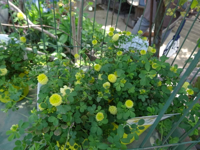 つちもの_c0102228_20492676.jpg