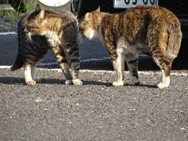 つちもの_c0102228_20573465.jpg