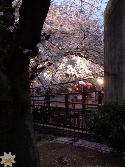 桜カピバラin王子動物園2014（１）_f0138828_2145854.jpg