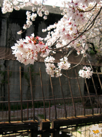 桜カピバラin王子動物園2014（１）_f0138828_21501558.jpg