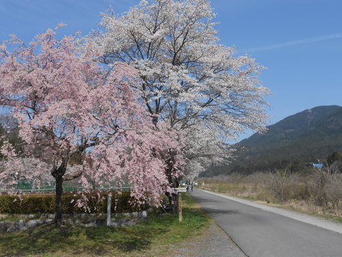 河川公園の桜が満開です。_d0010630_13112553.jpg