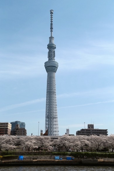 都内さくら便り　水上バス（浜離宮→浅草）その２_f0229832_16334944.jpg