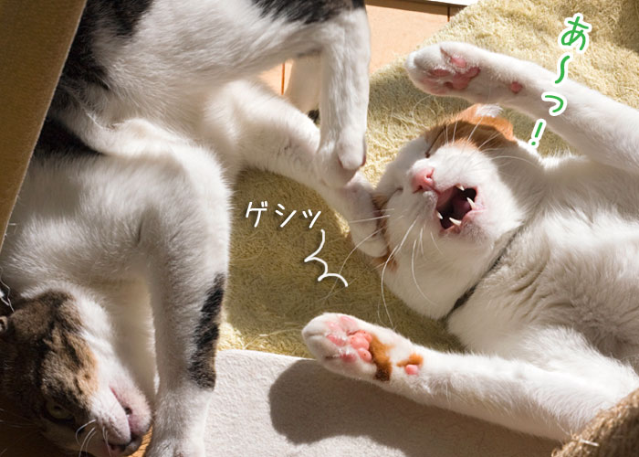 「梅蔵猫日記」の梅蔵母さん登場!_c0039735_1211576.jpg