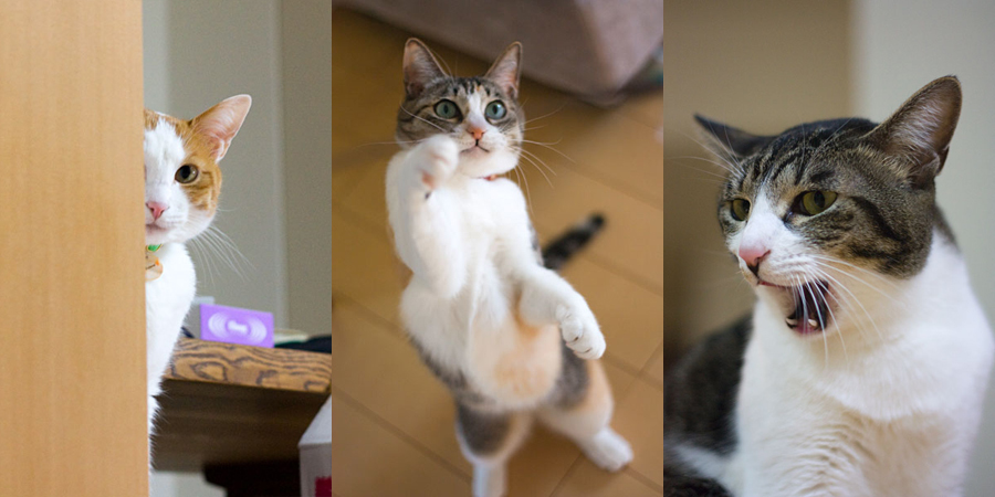 「梅蔵猫日記」の梅蔵母さん登場!_c0039735_1432440.jpg