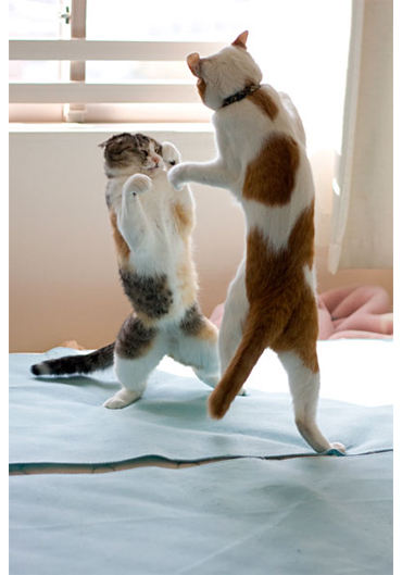 「梅蔵猫日記」の梅蔵母さん登場!_c0039735_18345492.jpg