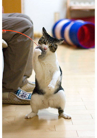 「梅蔵猫日記」の梅蔵母さん登場!_c0039735_18372953.jpg