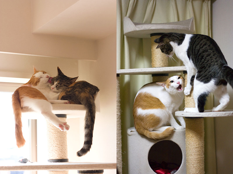「梅蔵猫日記」の梅蔵母さん登場!_c0039735_18433781.jpg