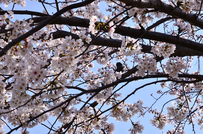 Cherry blossoms  2014_d0128536_8541428.jpg