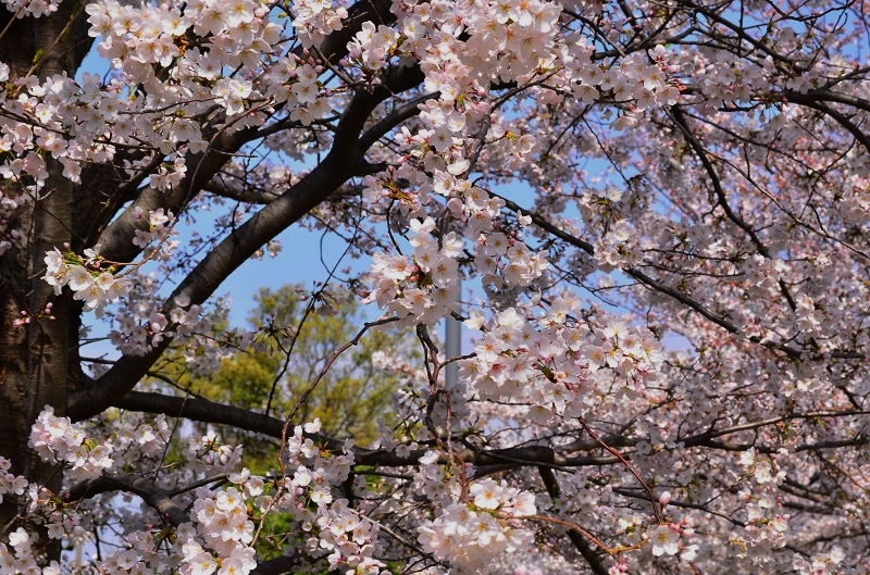 Cherry blossoms  2014_d0128536_8543839.jpg