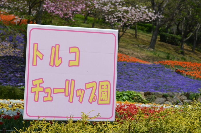 ”火の山公園トルコチューリップ園”_d0153941_18462473.jpg