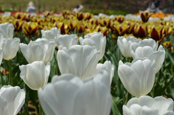 ”火の山公園トルコチューリップ園”_d0153941_184657100.jpg