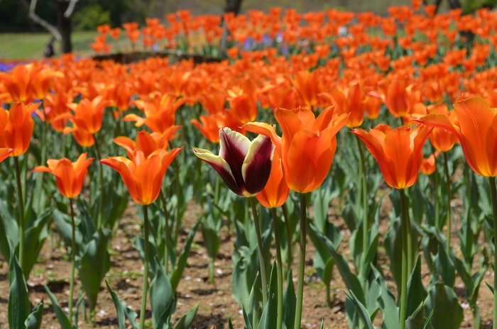 ”火の山公園トルコチューリップ園”_d0153941_196332.jpg