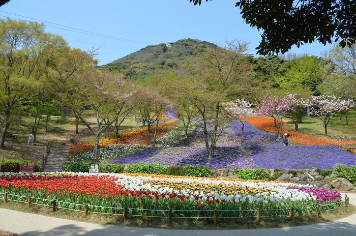 ”火の山公園トルコチューリップ園”_d0153941_1971736.jpg