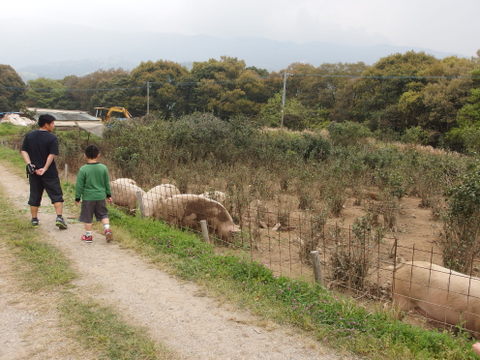 日向新しき村_b0199742_20191014.jpg