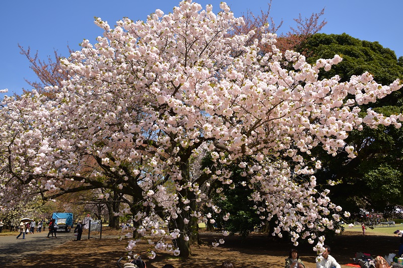 御衣黄とウコン桜_e0095142_18563779.jpg