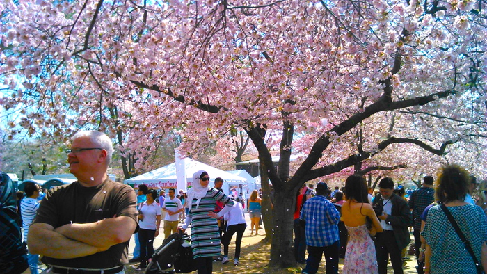 WashingtonD.C.の桜。_b0309645_1041732.jpg