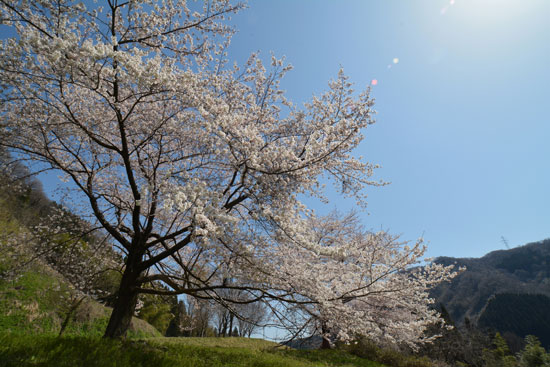 桜（１）_c0093046_8381315.jpg