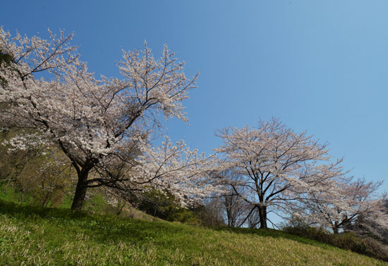 桜（１）_c0093046_8382736.jpg