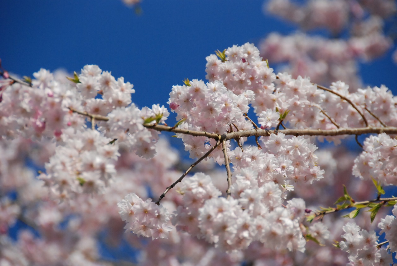 満開の花の下_a0025948_21494613.jpg