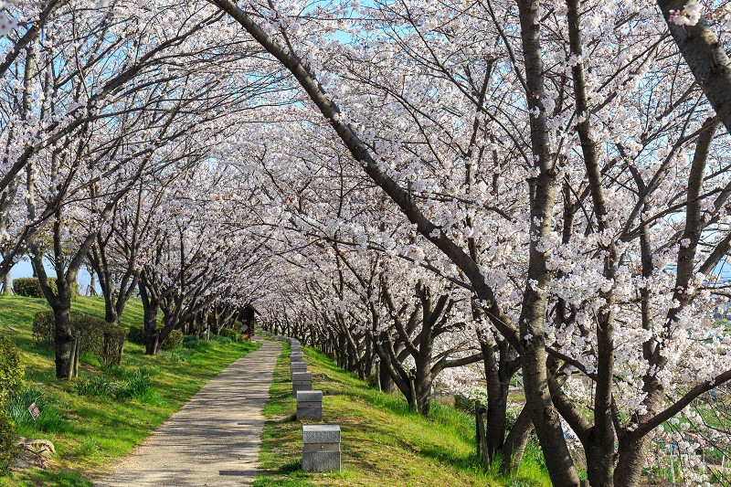 木津川堤・桜並木（城陽市）_f0155048_852199.jpg