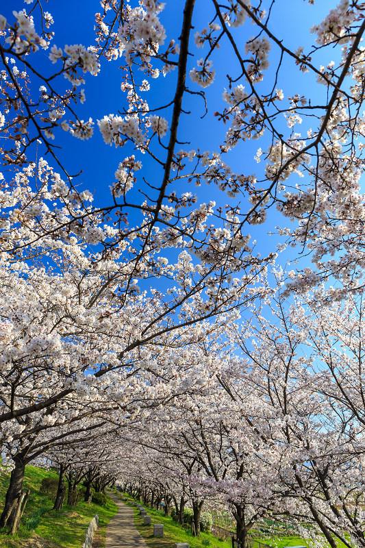 木津川堤・桜並木（城陽市） : 花景色－K.W.C. PhotoBlog