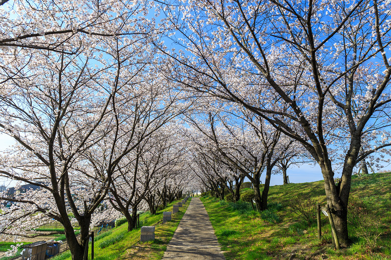 木津川堤・桜並木（城陽市）_f0155048_86273.jpg
