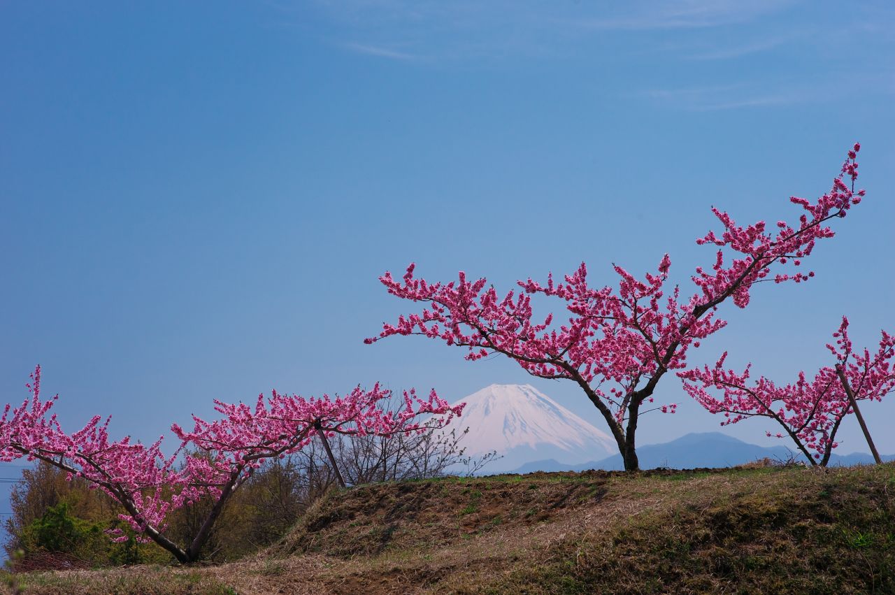 桃花と富士山（韮崎）_e0163149_14574745.jpg