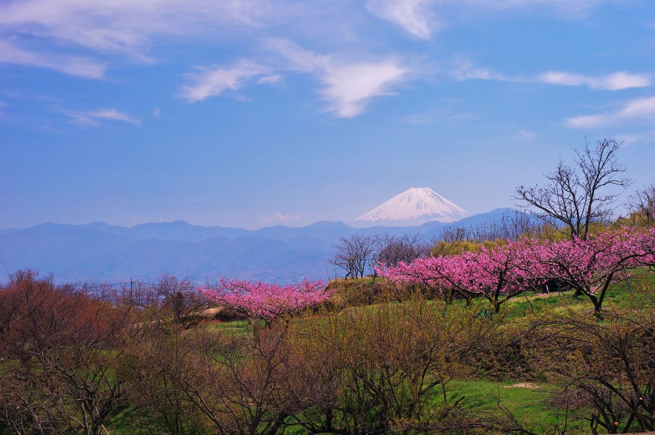 桃花と富士山（韮崎）_e0163149_1458230.jpg