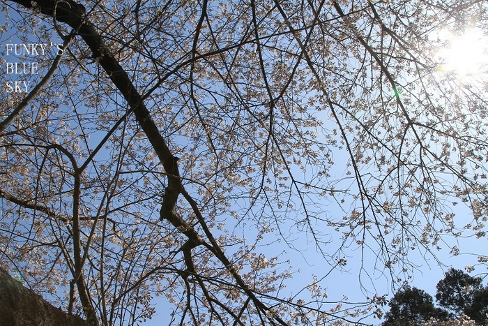 SAKURA*201４　 【その2-1・私の好きな場所♪】_c0145250_20522983.jpg