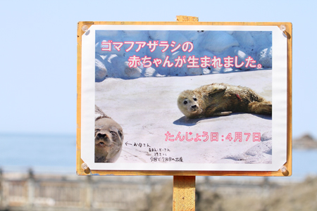 春のあざらし行脚2♪ 『 おたる水族館 』 : Happyあざらしblog