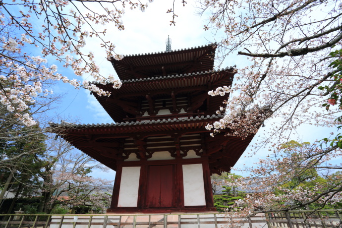 法輪寺 桜 2014_a0176855_22311172.jpg