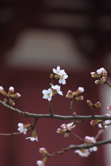 法輪寺 桜 2014_a0176855_22342628.jpg