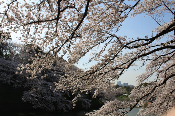 2014桜紀行_千鳥ヶ淵_d0018656_8135164.jpg