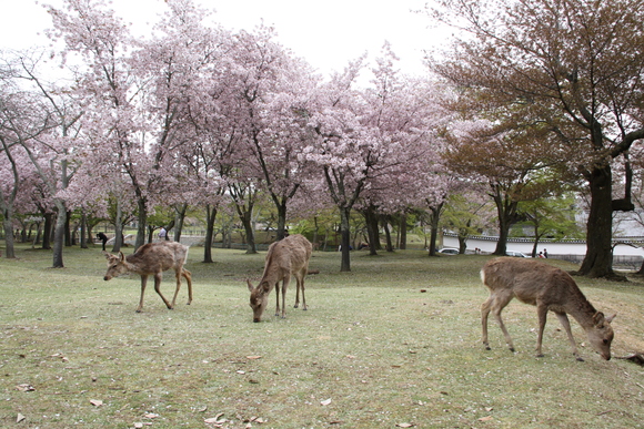 今頃近場で桜です。_f0233356_74241.jpg