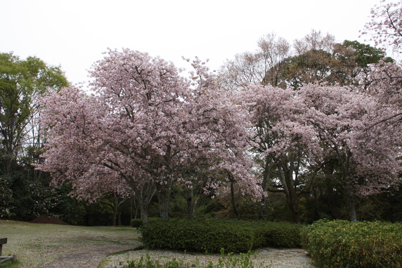 今頃近場で桜です。_f0233356_744732.jpg