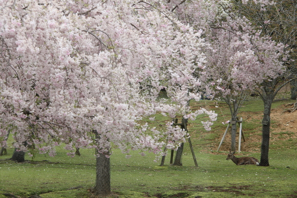 今頃近場で桜です。_f0233356_74515.jpg