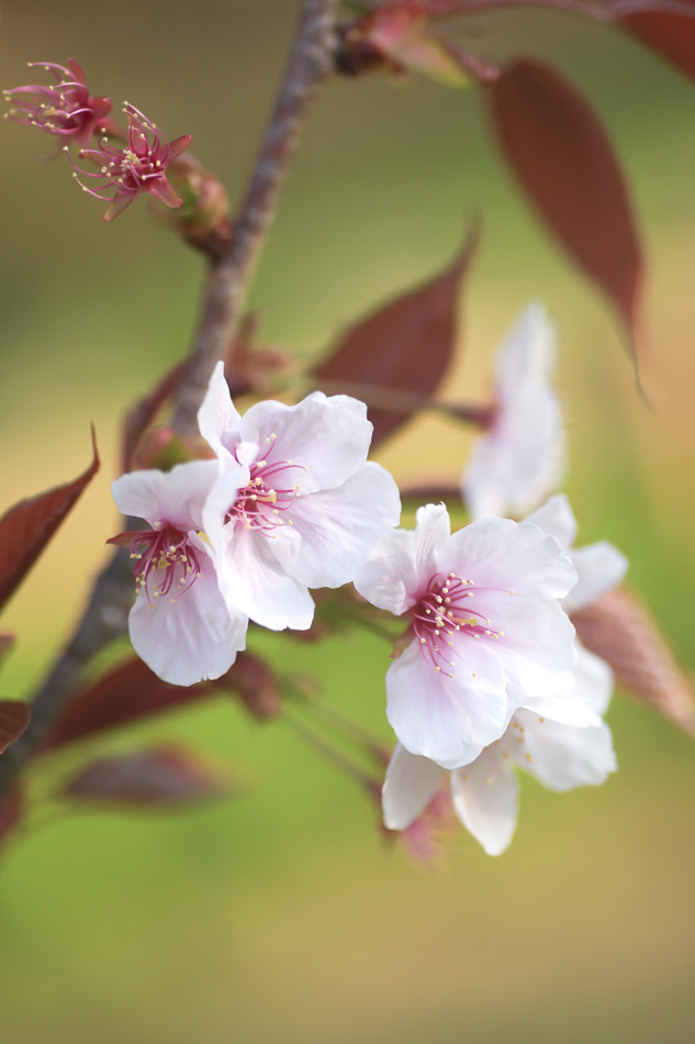 山桜の若い木があった　きれいに咲いている　　　　_a0146658_1561520.jpg