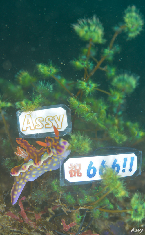 えっ、犬？？☆みなべ・田辺_e0158261_849323.jpg