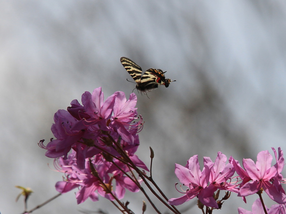 ギフチョウ　　ピークでの求愛・バトル飛翔　2014.4.12神奈川県_a0146869_4405065.jpg