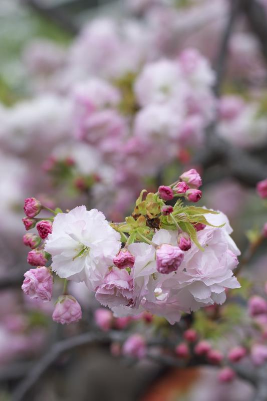 「造幣局の桜」_b0108969_22392394.jpg