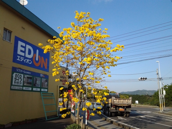 イペーの花 ことだま日記 イペーの花 ことだま日記