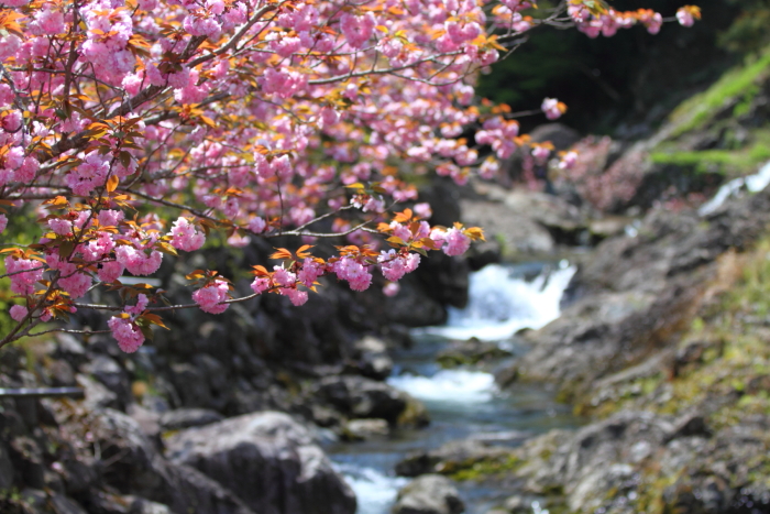 一心寺　八重桜_f0201170_15493017.jpg