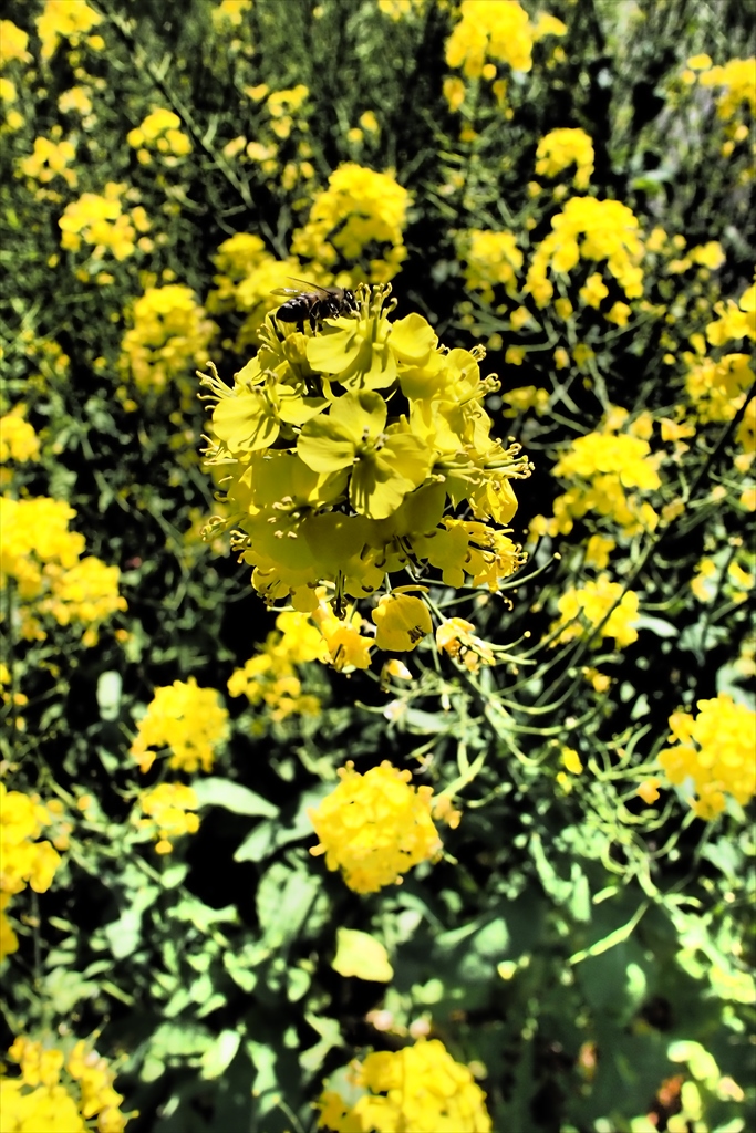 yellow_d0123171_13411641.jpg