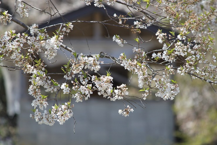 ちょっとドライブ淡墨桜☆_e0283472_21372131.jpg