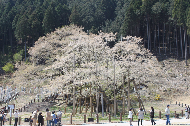 ちょっとドライブ淡墨桜☆_e0283472_223151.jpg