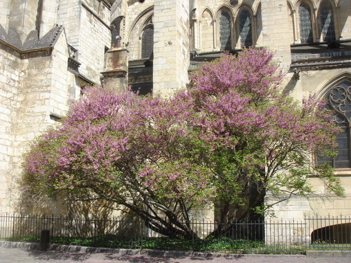 セイヨウハナズオウ Arbre De Judee フランス Bons Vivants Idees Partout