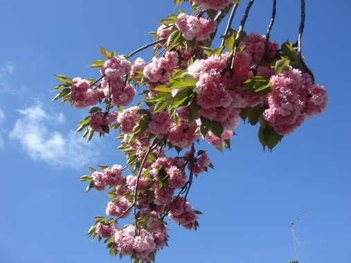 セイヨウハナズオウ Arbre De Judee フランス Bons Vivants Idees Partout セイヨウハナズオウ Arbre De Judee フランス Bons Vivants Idees Partout