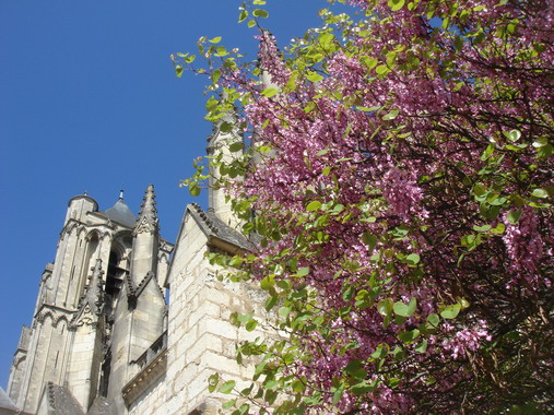 セイヨウハナズオウ Arbre De Judee フランス Bons Vivants Idees Partout セイヨウハナズオウ Arbre De Judee フランス Bons Vivants Idees Partout